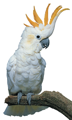 Cockatoo